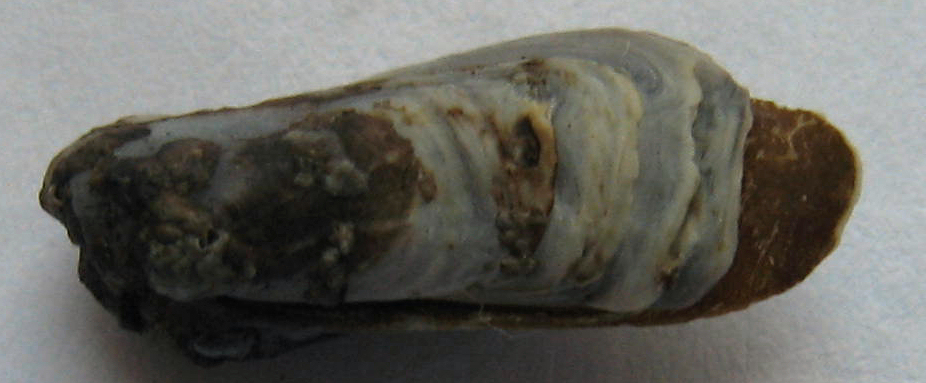 piccolo bivalve da identificare